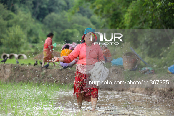 A Nepali farmer is using fertilizer on her paddy field after transplanting saplings on a terrace farm in Lalitpur, Nepal, on June 28, 2024....