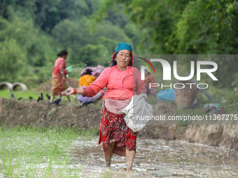 A Nepali farmer is using fertilizer on her paddy field after transplanting saplings on a terrace farm in Lalitpur, Nepal, on June 28, 2024....