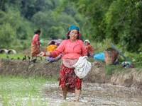 A Nepali farmer is using fertilizer on her paddy field after transplanting saplings on a terrace farm in Lalitpur, Nepal, on June 28, 2024....