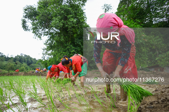 Nepali farmers are transplanting paddy saplings on a terrace farm in Lalitpur, Nepal, on June 28, 2024. Locally called ''Ropain,'' the trans...