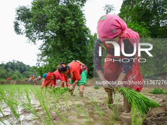 Nepali farmers are transplanting paddy saplings on a terrace farm in Lalitpur, Nepal, on June 28, 2024. Locally called ''Ropain,'' the trans...