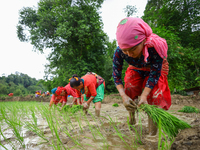 Nepali farmers are transplanting paddy saplings on a terrace farm in Lalitpur, Nepal, on June 28, 2024. Locally called ''Ropain,'' the trans...