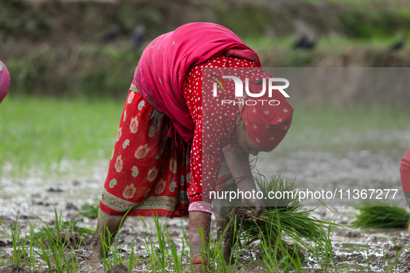 A Nepali farmer is transplanting paddy saplings on a terrace farm in Lalitpur, Nepal, on June 28, 2024. Locally called ''Ropain,'' the trans...