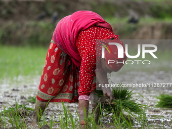 A Nepali farmer is transplanting paddy saplings on a terrace farm in Lalitpur, Nepal, on June 28, 2024. Locally called ''Ropain,'' the trans...