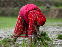 A Nepali farmer is transplanting paddy saplings on a terrace farm in Lalitpur, Nepal, on June 28, 2024. Locally called ''Ropain,'' the trans...