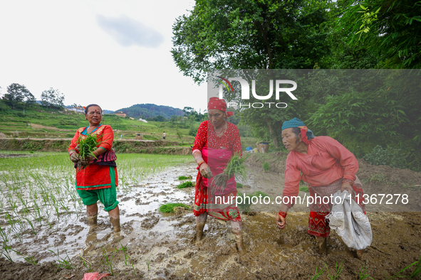 Nepali farmers are transplanting paddy saplings on a terrace farm in Lalitpur, Nepal, on June 28, 2024. Locally called ''Ropain,'' the trans...