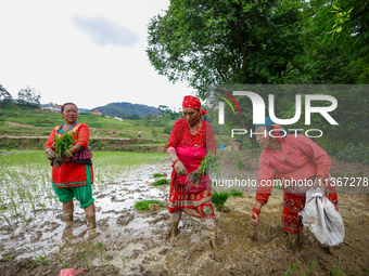 Nepali farmers are transplanting paddy saplings on a terrace farm in Lalitpur, Nepal, on June 28, 2024. Locally called ''Ropain,'' the trans...