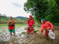 Nepali farmers are transplanting paddy saplings on a terrace farm in Lalitpur, Nepal, on June 28, 2024. Locally called ''Ropain,'' the trans...