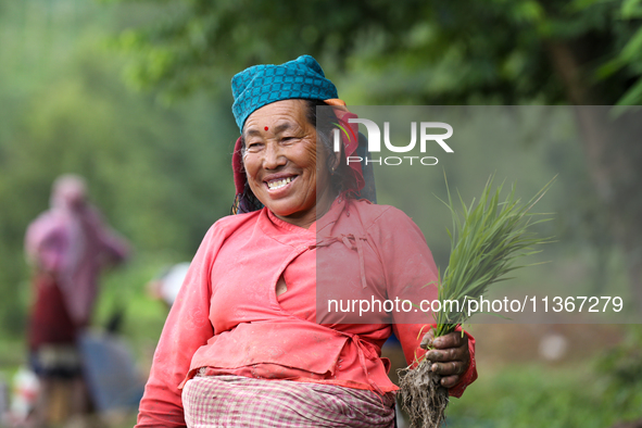 A Nepali farmer is posing for a photo while transplanting paddy saplings on a terrace farm in Lalitpur, Nepal, on June 28, 2024. Locally cal...