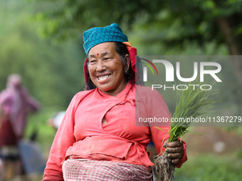 A Nepali farmer is posing for a photo while transplanting paddy saplings on a terrace farm in Lalitpur, Nepal, on June 28, 2024. Locally cal...