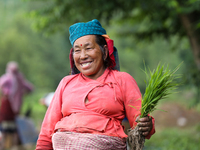 A Nepali farmer is posing for a photo while transplanting paddy saplings on a terrace farm in Lalitpur, Nepal, on June 28, 2024. Locally cal...