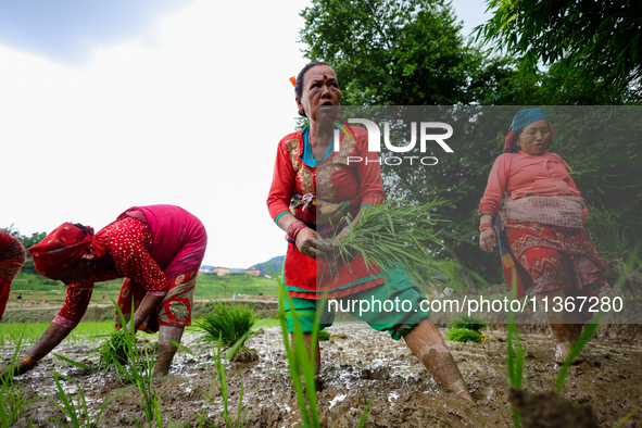 Nepali farmers are transplanting paddy saplings on a terrace farm in Lalitpur, Nepal, on June 28, 2024. Locally called ''Ropain,'' the trans...