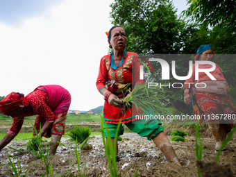 Nepali farmers are transplanting paddy saplings on a terrace farm in Lalitpur, Nepal, on June 28, 2024. Locally called ''Ropain,'' the trans...