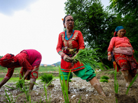 Nepali farmers are transplanting paddy saplings on a terrace farm in Lalitpur, Nepal, on June 28, 2024. Locally called ''Ropain,'' the trans...