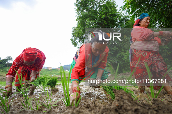 Nepali farmers are transplanting paddy saplings on a terrace farm in Lalitpur, Nepal, on June 28, 2024. Locally called ''Ropain,'' the trans...