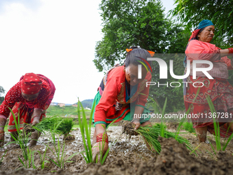 Nepali farmers are transplanting paddy saplings on a terrace farm in Lalitpur, Nepal, on June 28, 2024. Locally called ''Ropain,'' the trans...