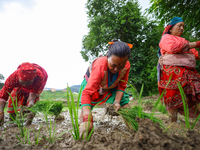 Nepali farmers are transplanting paddy saplings on a terrace farm in Lalitpur, Nepal, on June 28, 2024. Locally called ''Ropain,'' the trans...