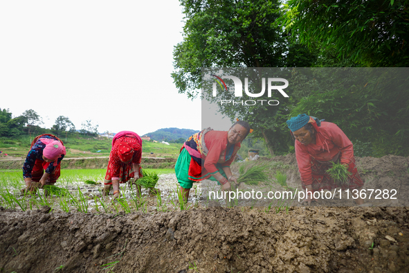 Nepali farmers are transplanting paddy saplings on a terrace farm in Lalitpur, Nepal, on June 28, 2024. Locally called ''Ropain,'' the trans...