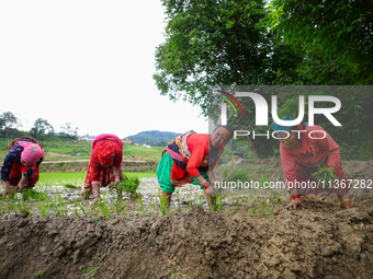 Nepali farmers are transplanting paddy saplings on a terrace farm in Lalitpur, Nepal, on June 28, 2024. Locally called ''Ropain,'' the trans...