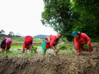 Nepali farmers are transplanting paddy saplings on a terrace farm in Lalitpur, Nepal, on June 28, 2024. Locally called ''Ropain,'' the trans...