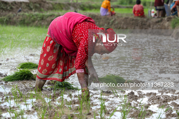 A Nepali farmer is transplanting paddy saplings on a terrace farm in Lalitpur, Nepal, on June 28, 2024. Locally called ''Ropain,'' the trans...