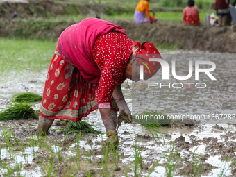 A Nepali farmer is transplanting paddy saplings on a terrace farm in Lalitpur, Nepal, on June 28, 2024. Locally called ''Ropain,'' the trans...