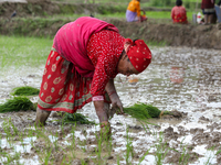 A Nepali farmer is transplanting paddy saplings on a terrace farm in Lalitpur, Nepal, on June 28, 2024. Locally called ''Ropain,'' the trans...