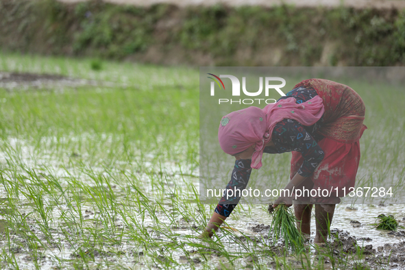 A Nepali farmer is transplanting paddy saplings on a terrace farm in Lalitpur, Nepal, on June 28, 2024. Locally called ''Ropain,'' the trans...