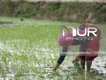 A Nepali farmer is transplanting paddy saplings on a terrace farm in Lalitpur, Nepal, on June 28, 2024. Locally called ''Ropain,'' the trans...