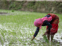 A Nepali farmer is transplanting paddy saplings on a terrace farm in Lalitpur, Nepal, on June 28, 2024. Locally called ''Ropain,'' the trans...