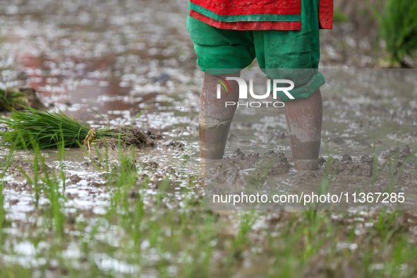 A Nepali farmer is transplanting paddy saplings on a terrace farm in Lalitpur, Nepal, on June 28, 2024. Locally called ''Ropain,'' the trans...