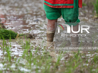 A Nepali farmer is transplanting paddy saplings on a terrace farm in Lalitpur, Nepal, on June 28, 2024. Locally called ''Ropain,'' the trans...