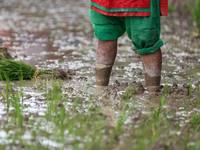 A Nepali farmer is transplanting paddy saplings on a terrace farm in Lalitpur, Nepal, on June 28, 2024. Locally called ''Ropain,'' the trans...