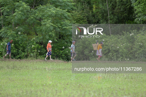 Nepali farmers are walking on the edge of a paddy field in Lalitpur, Nepal, on June 28, 2024. Locally called ''Ropain,'' the transplant of p...