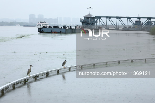 The Nanjing section of the Yangtze River is exceeding the warning water level in Nanjing, China, on June 29, 2024. 