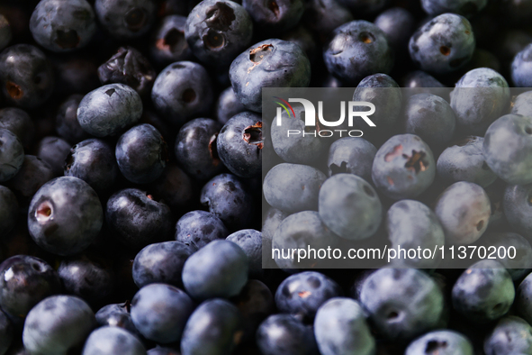 Blueberries are seen in this illustration photo taken in Poland on June 29, 2024. 