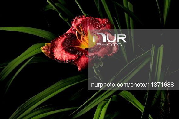 A daylily is showing following a morning shower in June, on June 29, 2024. 