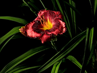 A daylily is showing following a morning shower in June, on June 29, 2024. (