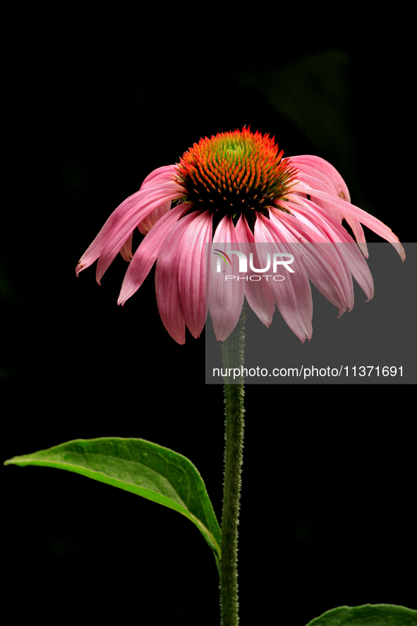 A coneflower is blooming after a morning shower in City, Country, on June 29, 2024. 