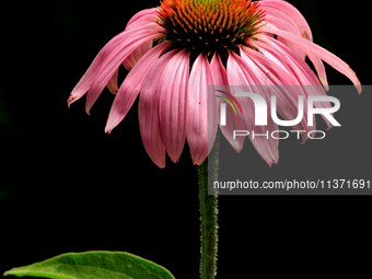 A coneflower is blooming after a morning shower in City, Country, on June 29, 2024. (