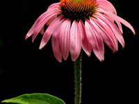 A coneflower is blooming after a morning shower in City, Country, on June 29, 2024. (