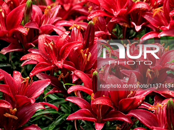 A garden of daylilies is blooming following a morning rain shower in City, Country, on June 29, 2024. (