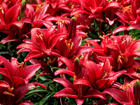 A garden of daylilies is blooming following a morning rain shower in City, Country, on June 29, 2024. (