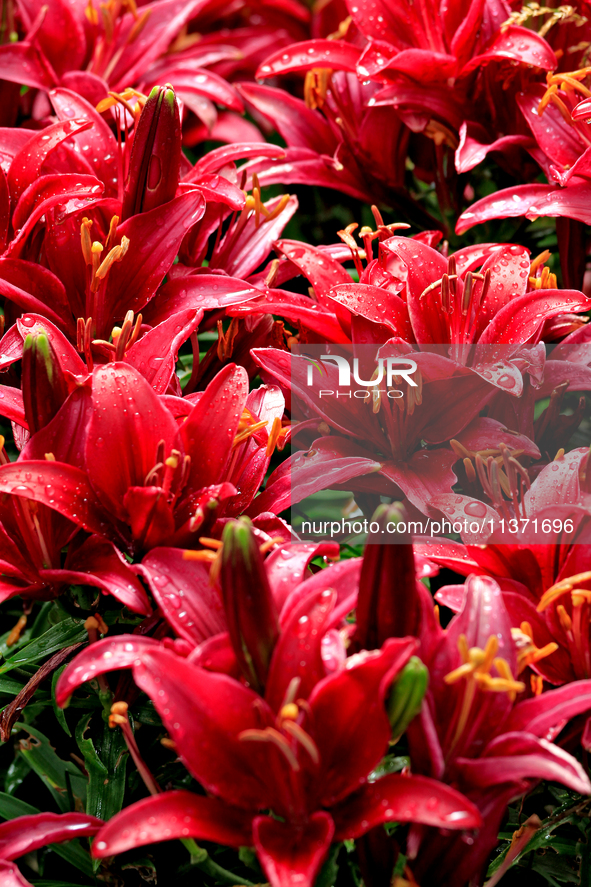 A garden of daylilies is blooming following a morning rain shower in City, Country, on June 29, 2024. 