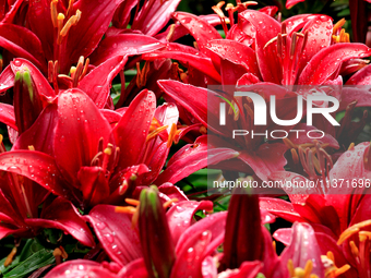 A garden of daylilies is blooming following a morning rain shower in City, Country, on June 29, 2024. (