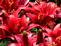 A garden of daylilies is blooming following a morning rain shower in City, Country, on June 29, 2024. (