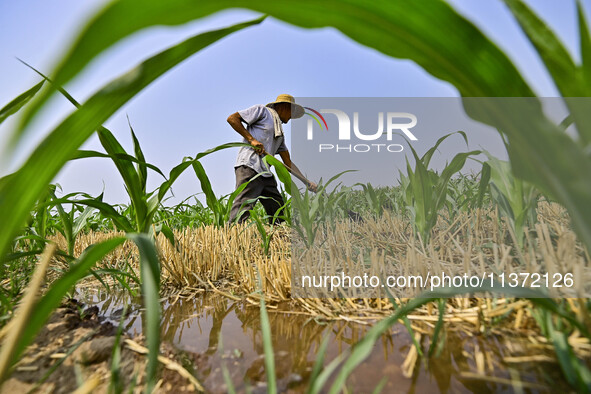 A farmer is pumping water to water corn in Qingzhou, China, on June 30, 2024. 