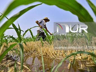 A farmer is pumping water to water corn in Qingzhou, China, on June 30, 2024. (