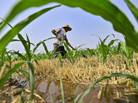 A farmer is pumping water to water corn in Qingzhou, China, on June 30, 2024. (