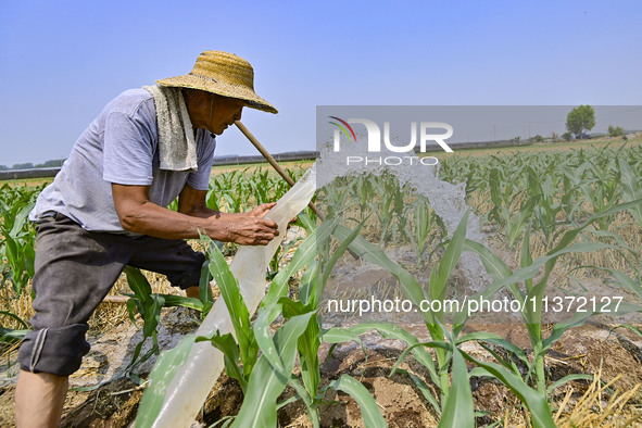 A farmer is pumping water to water corn in Qingzhou, China, on June 30, 2024. 